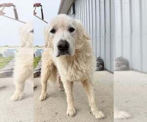 Great Pyrenees Dogs for adoption in Evansville, IN, USA