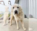 Small Great Pyrenees