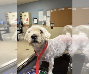 Maltese Dogs for adoption in Riverside, CA, USA
