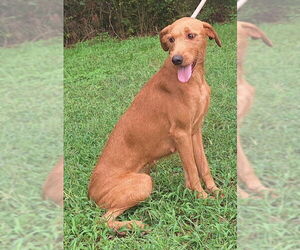 Medium Labrador Retriever Mix