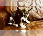 Small Photo #7 Siberian Husky Puppy For Sale in CLERMONT, FL, USA
