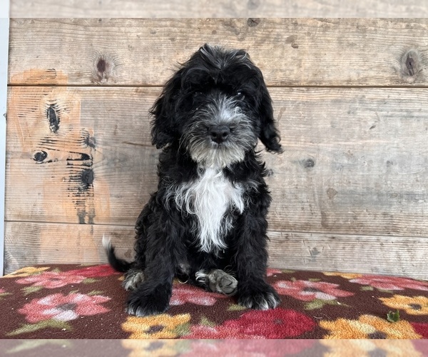 Medium Photo #12 Bernedoodle (Miniature) Puppy For Sale in VERMONTVILLE, MI, USA