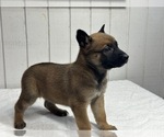 Puppy Puppy 6 Belgian Malinois