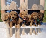 Small Photo #11 Goldendoodle Puppy For Sale in TIMBERLAKE, NC, USA
