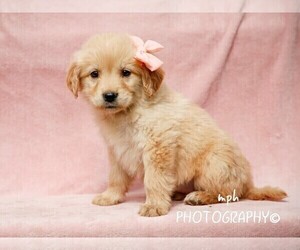 Golden Retriever Puppy for sale in LIBERTY, KY, USA