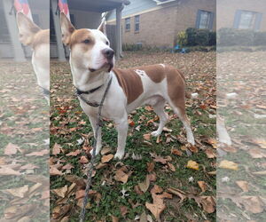 Ozzy - Male Staffordshire Bull Terrier-Unknown Mix Dog for Adoption - Photo #5