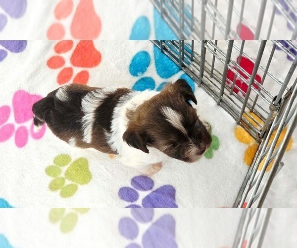 Medium Photo #11 Havashire Puppy For Sale in ORO VALLEY, AZ, USA