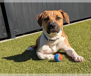 Mutt Dogs for adoption in San Martin, CA, USA