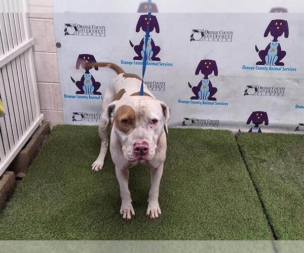 Medium Photo #1 American Pit Bull Terrier Puppy For Sale in Orlando, FL, USA