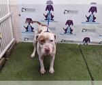 Small American Pit Bull Terrier