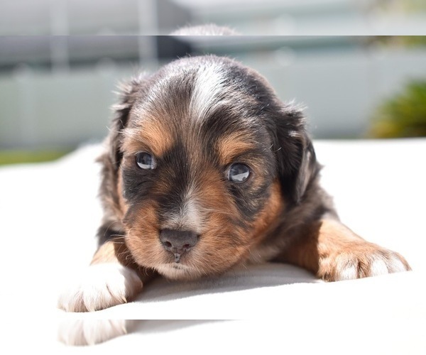 Medium Photo #3 Miniature Australian Shepherd Puppy For Sale in PALM COAST, FL, USA