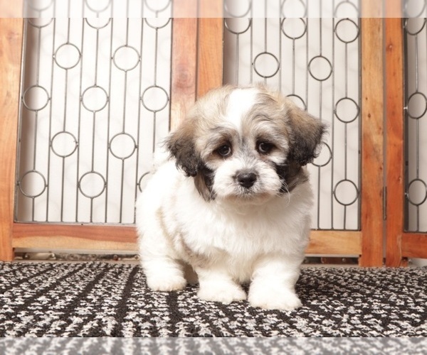 Medium Photo #2 Zuchon Puppy For Sale in NAPLES, FL, USA