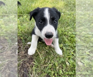 Border Collie Puppy for sale in EAST LANSING, MI, USA