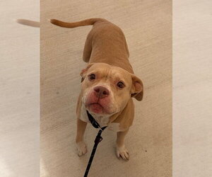 Mutt Dogs for adoption in Tarboro, NC, USA