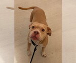 Small Mutt