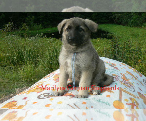 Medium Photo #3 German Shepherd Dog Puppy For Sale in PIEDMONT, MO, USA
