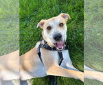 Small #3 Labrador Retriever Mix