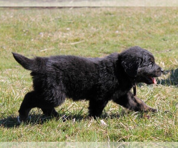 Medium Photo #9 Golden Mountain Dog Puppy For Sale in CLAYTON, WA, USA