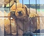 Small Photo #4 Goldendoodle Puppy For Sale in AUSTIN, TX, USA