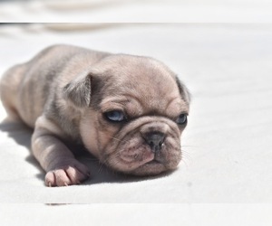 Pug Puppy for sale in PALM COAST, FL, USA