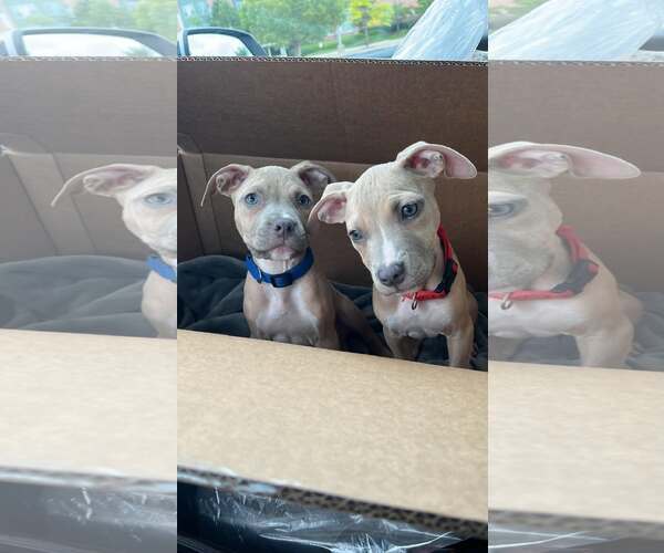 Medium Photo #4 Mutt Puppy For Sale in Rockville, MD, USA