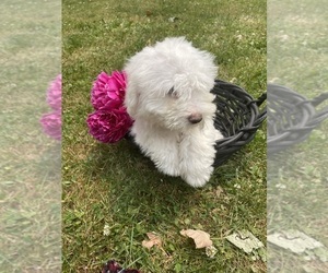 Bichon Frise Puppy for sale in COLUMBIANA, OH, USA