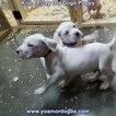 Small Photo #245 Dogo Argentino Puppy For Sale in JANE, MO, USA