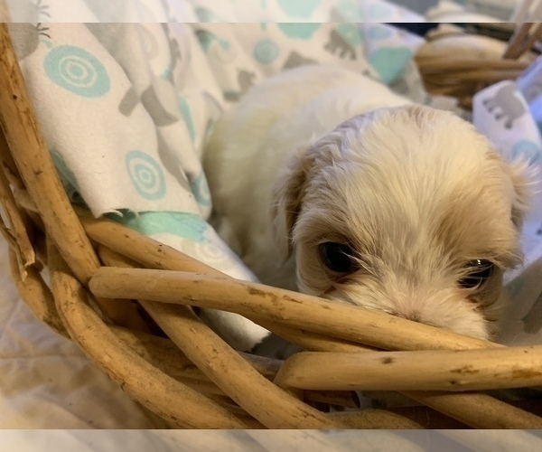 Medium Photo #9 ShihPoo Puppy For Sale in WETUMPKA, AL, USA
