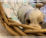 Small Photo #9 ShihPoo Puppy For Sale in WETUMPKA, AL, USA