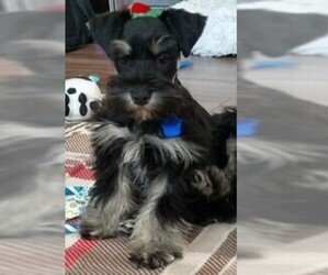 Schnauzer (Miniature) Puppy for sale in SANTA BARBARA, CA, USA