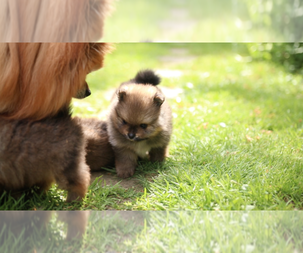 Medium Photo #9 Pomeranian Puppy For Sale in EVERETT, WA, USA