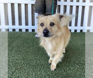 Papillon Dogs for adoption in Modesto, CA, USA