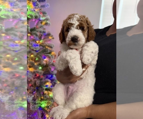 Medium Photo #7 Goldendoodle mix (+ Poodle Miniature) Puppy For Sale in BRONX, NY, USA