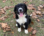 Puppy Puppy 3 Bernese Mountain Dog-Brittany Mix