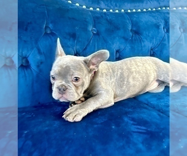 Medium Photo #5 English Bulldog Puppy For Sale in LAS VEGAS, NV, USA