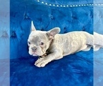 Small Photo #5 English Bulldog Puppy For Sale in LAS VEGAS, NV, USA