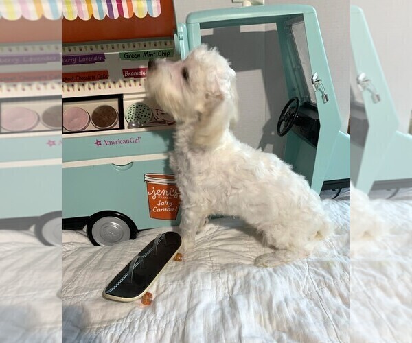 Medium Photo #4 Chonzer Puppy For Sale in MORENO VALLEY, CA, USA