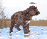 Small Photo #5 Goldendoodle Puppy For Sale in UNION CITY, TN, USA