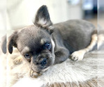 Small Photo #29 French Bulldog Puppy For Sale in BAKERSFIELD, CA, USA