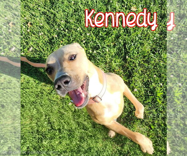 Medium Photo #2 Mutt Puppy For Sale in Port Clinton, OH, USA