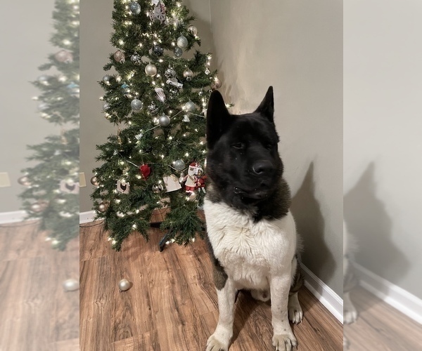 Medium Photo #1 Akita Puppy For Sale in FORT WAYNE, IN, USA