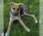 Small #3 Mutt