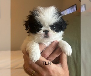 Japanese Chin Puppy for sale in AUSTIN, TX, USA