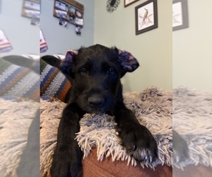 Great Dane-Sheepadoodle Mix Puppy for sale in EGG HARBOR CITY, NJ, USA