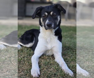 Holly Mae - Female Anatolian Shepherd-Unknown Mix Dog for Adoption - Photo #5
