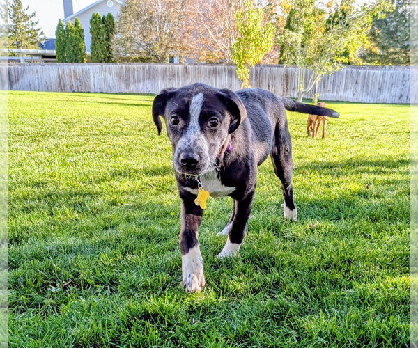 Medium Photo #6 Border-Aussie Puppy For Sale in Sandy, UT, USA
