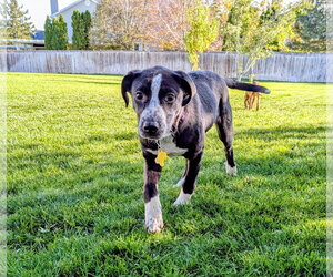 Aubrie - Female Border-Aussie Dog for Adoption - Photo #6