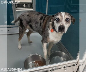 Australian Shepherd-Catahoula Leopard Dog Mix Dogs for adoption in Oklahoma City, OK, USA