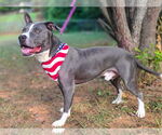 Small #11 American Pit Bull Terrier-American Staffordshire Terrier Mix