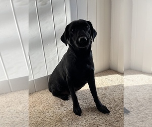 Labrador Retriever Dogs for adoption in LOMA, CO, USA